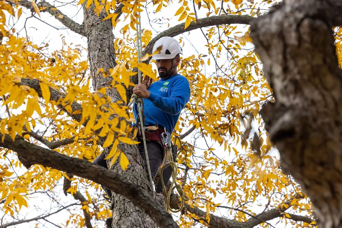 Skilled Emergency Tree Service crew working in Galena